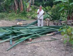 Ina Loce Lestarikan Anyaman Pandan Hutan, Warisan Leluhur Saat Panen Padi di Desa Lembantongoa