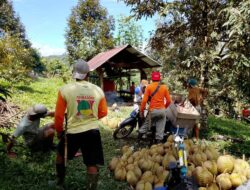 Panen Durian Jadi Sumber Pendapatan Warga Desa Toro